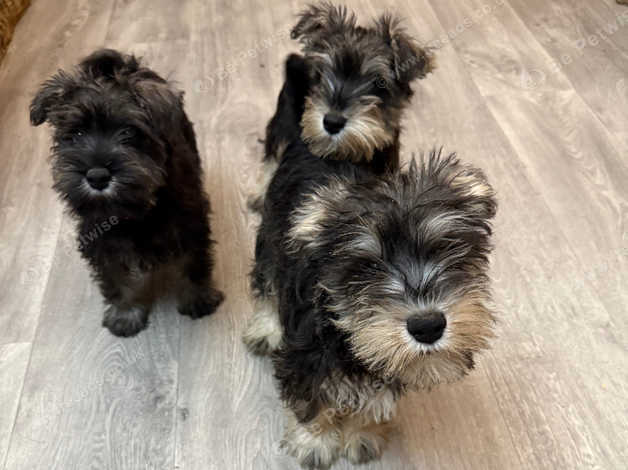Schnauzer Puppies and Dogs for sale in Glasgow Pets