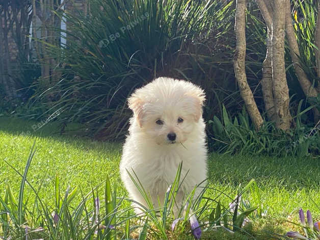 2 Cream Male Cavapoo Available Now in Faringdon on Freeads Classifieds ...