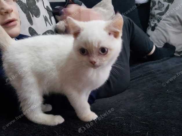 Reduced Gccf Active Kittens Only 1 Left In Wirral Ch62 On Freeads