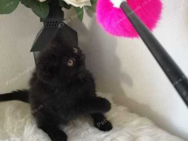 Black Bs Male Available In Dunfermline On Freeads Classifieds