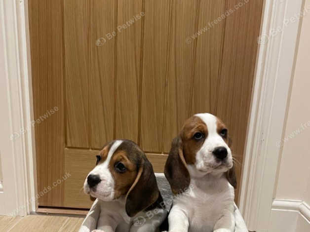 Little puppies for hot sale sale near me