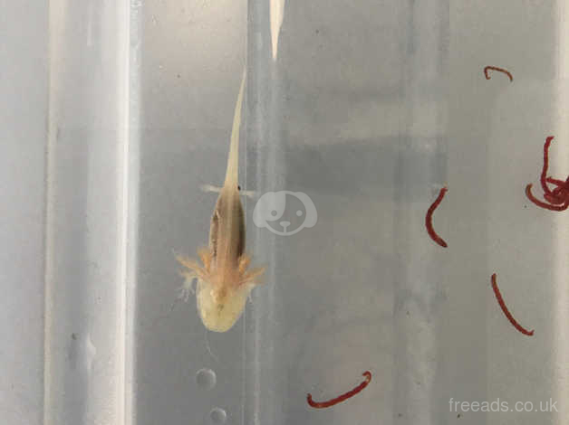 Axolotl In Bristol Frogs And Amphibians Freeads