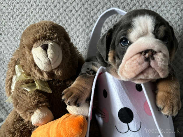 English bulldog for sale sales price