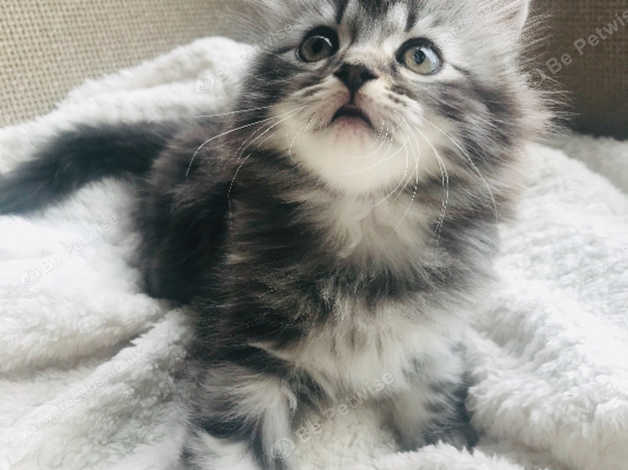 Beautiful Long Haired Silver Tabby Boy Kitten In Cranbrook Tn18 On