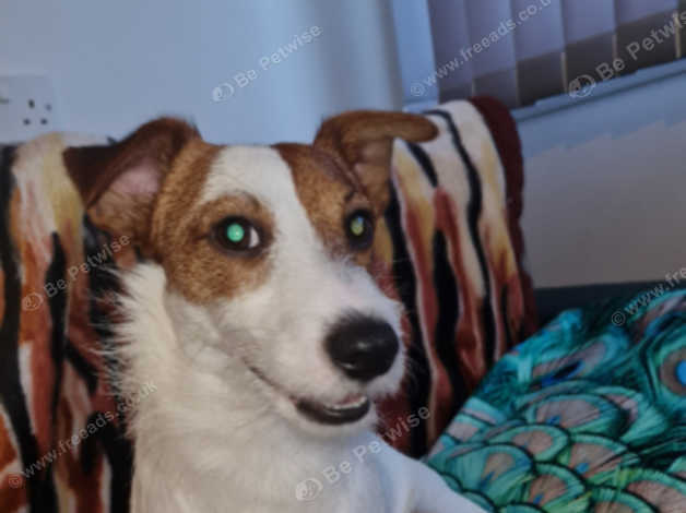 Jack Russell Milo in Dewsbury WF13 on Freeads Classifieds - Jack ...