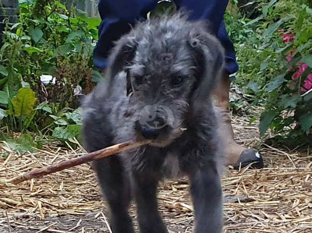 bedlington terrier puppies for sale