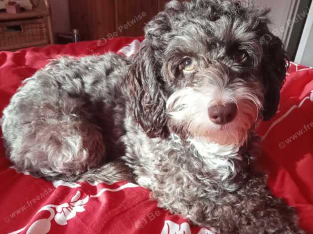 Beautiful Chocolate Brown And White Cockapoo in Weymouth DT3 on Freeads ...