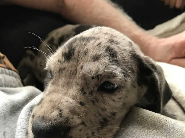 Blue merle great dane puppies best sale for sale