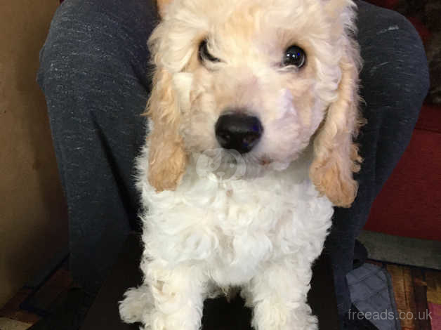 Standard cockapoo for sales sale