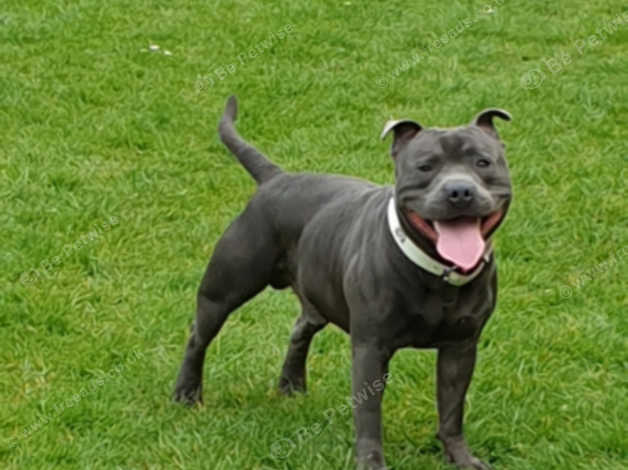 blue staffordshire bull terrier stud