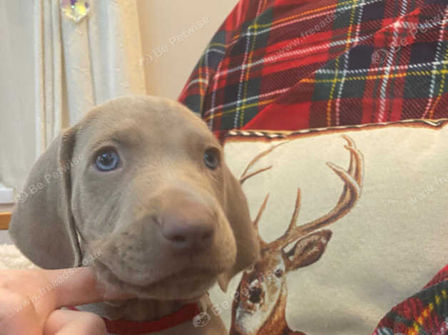 Weimaraner Dogs And Puppies For Sale And Rehome Uk Find Dogs And