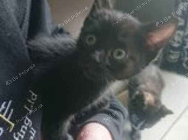 Female Kittens Ready Friday 15th November In St Austell Pl26 On
