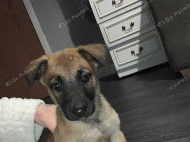 Puppy Show Me A Belgian Shepherd Belgian Shepherds Puppies And