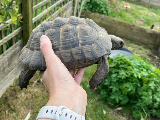 Tortoises Mediterranean Spur Thigh Spur Thighed Tortoises (testudo ...