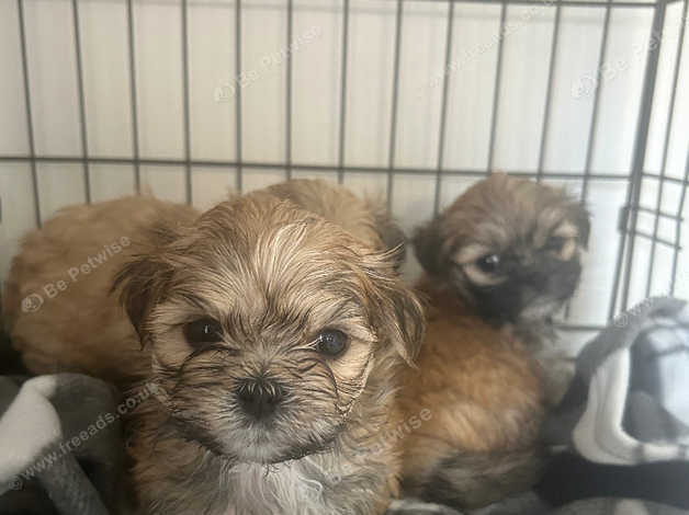 3 Pups For Sale in Livingston on Freeads Classifieds - Lhasa Apsos ...