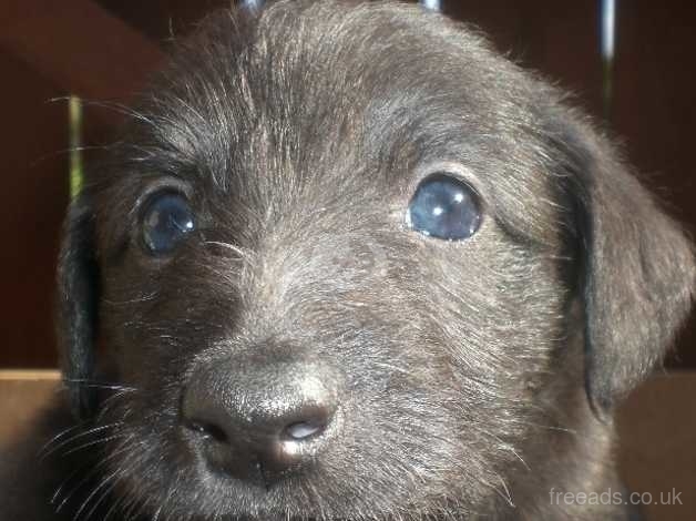 Bedlington Whippet Puppies For Sale In Bishop Auckland Dl14 On