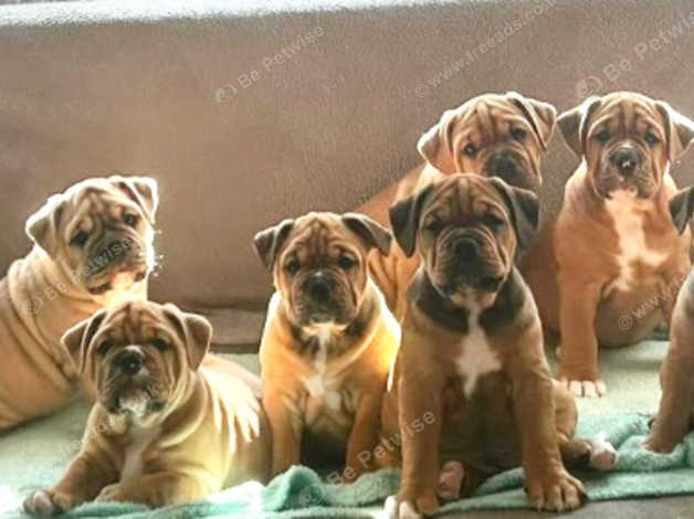 English bulldog best sale puppies for free