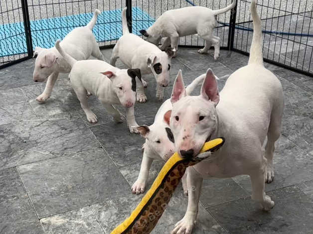 Cigano best sale bull terriers