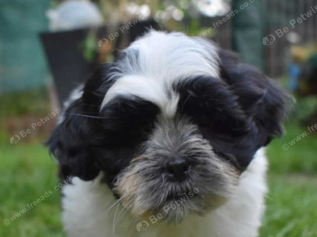 Black and white lhasa best sale apso puppy