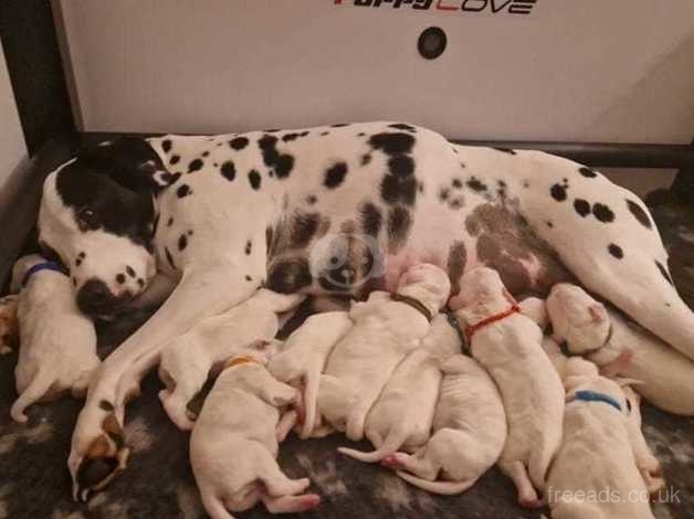 Dalmatian spaniel puppies for sales sale