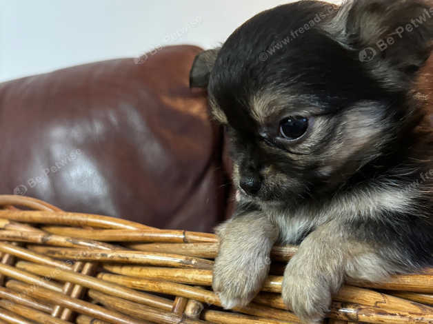 Micro teacup long haired chihuahua best sale