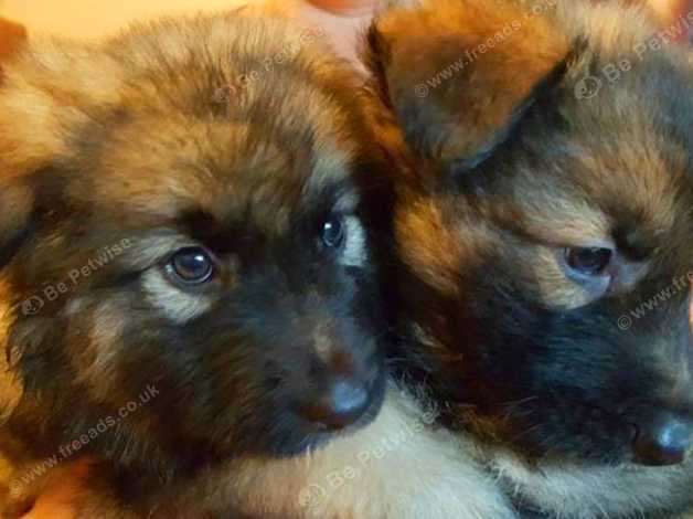 German Shepherd Long Medium Haired Puppies In Barnsley On Freeads