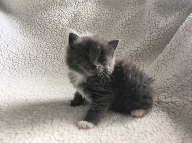 Stunning Grey Long Haired Ragdoll Cross Ready 1st July Can Deliver