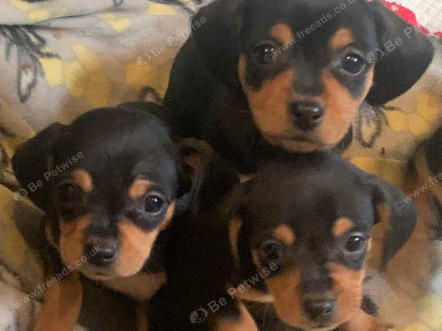 Min pin chihuahua puppies hotsell for sale