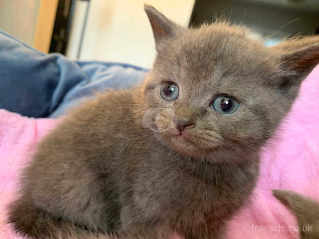 Female British Shorthair Kittens For Sale In Middlesbrough Ts5 On