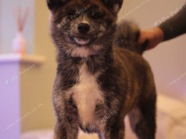 Kc Registered Japanese Akita Inu Puppies in Bognor Regis PO21 on