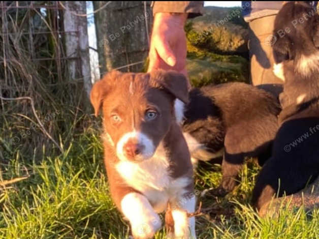 13 Week Old Chocolate Tri Colour Border Collie Puppy in Glasgow G22 on ...