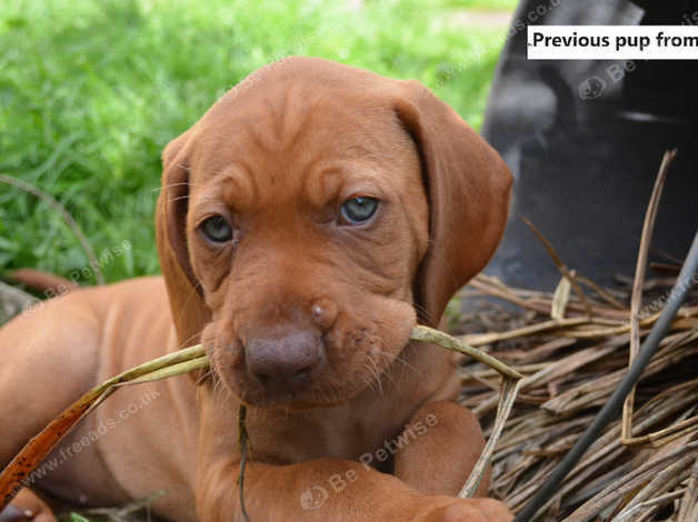 Vizsla rescue 2024 puppies sale