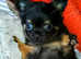 Five puppies for sale