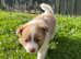 German Spitz puppies for sale