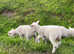 Shetland ewes with lambs at foot
