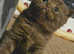 5 kittens Scottish fold and straight