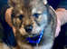 Rare and Gorgeous Utonagan Wolfalike Puppies