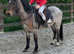 Cute little Welsh mountain Pony