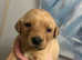 Beautiful Labrador Puppies Looking For Forever Homes