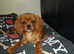 FULLY VACCINATED Cavapoo's health tested parents 2 boys left