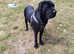 Pedigree Cane Corso  Female 18 moths