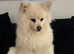Japanese spitz female