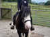 13.2 hh Mare, Molly, safe, fun, happy hacker preferred, much loved, 8 year old