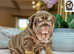 KC Reg English Bulldog