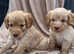 Beautiful 1lefts apricot F1 cockapoo puppies