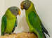 Plum headed parrot for sale