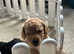 Stunning cockapoo puppies 6 weeks old
