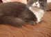 Maine coon xxx