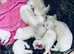 Puppy  bishon Maltese
