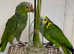 Stunning baby talking Amazon parrot